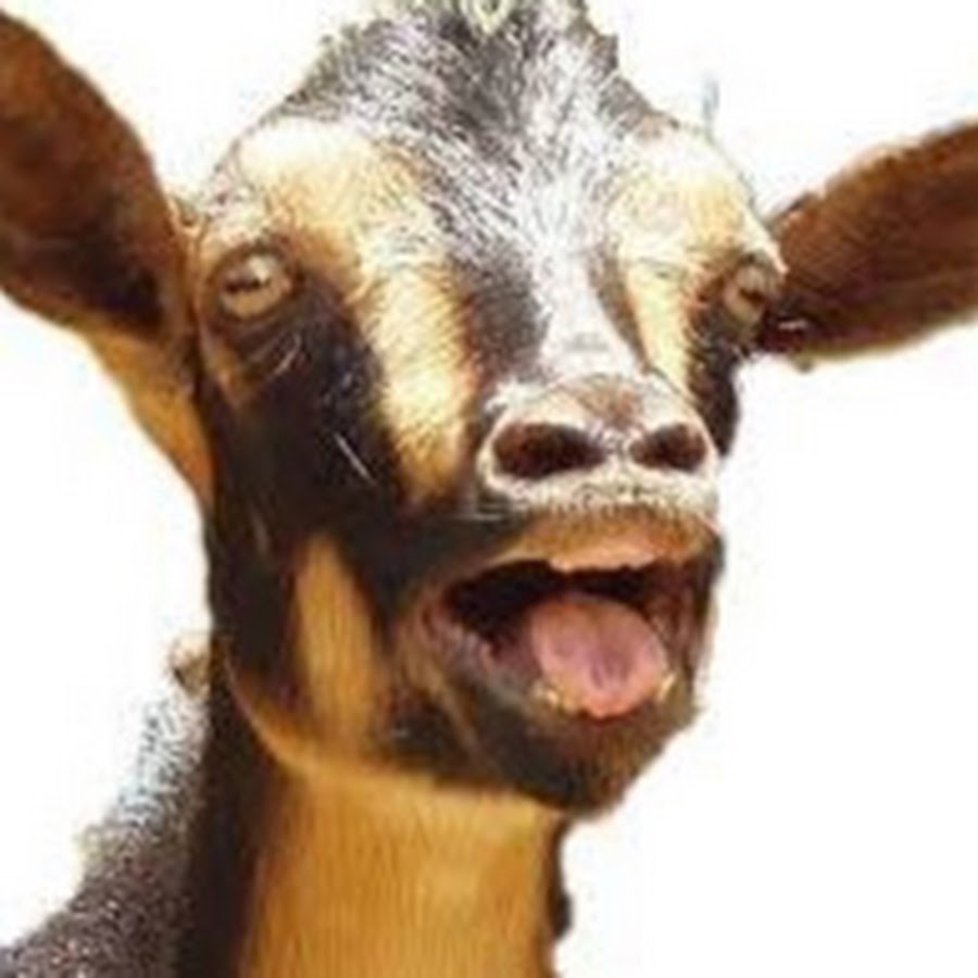 Get your goat. Goat мем. Goat abbreviation. Goat abbreviation. My goat.