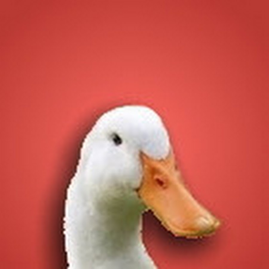 AugustTheDuck - YouTube