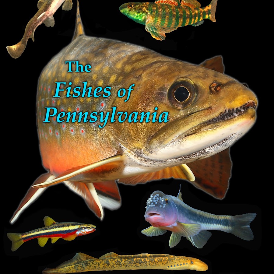 Fishes of Pennsylvania YouTube