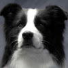 Holther Border Collies