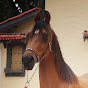 kathiyawadi horse