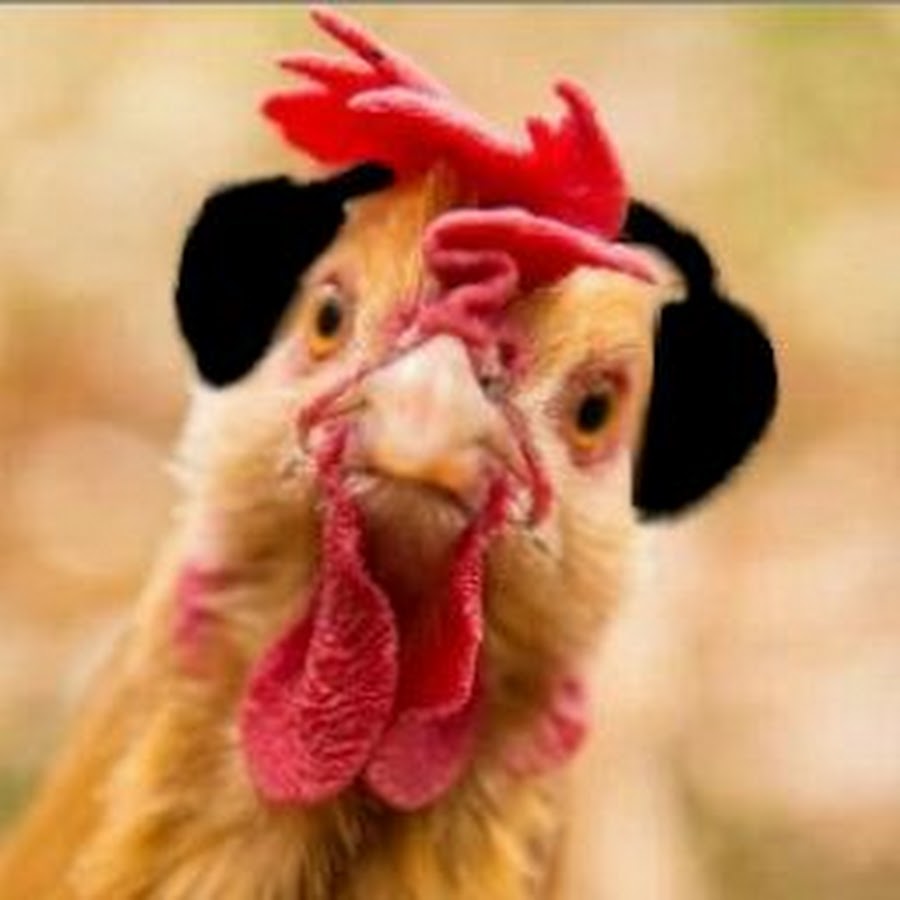 The Chemical Chickens YouTube