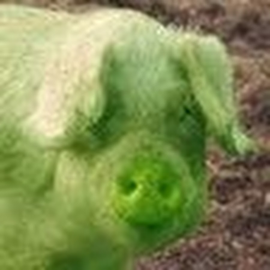 свинья китайский гороскоп. год зеленой деревянной свиньи. год зеленой деревянной свиньи. зеленая древесная свинья. игрушка свинка зеленая для собаки.