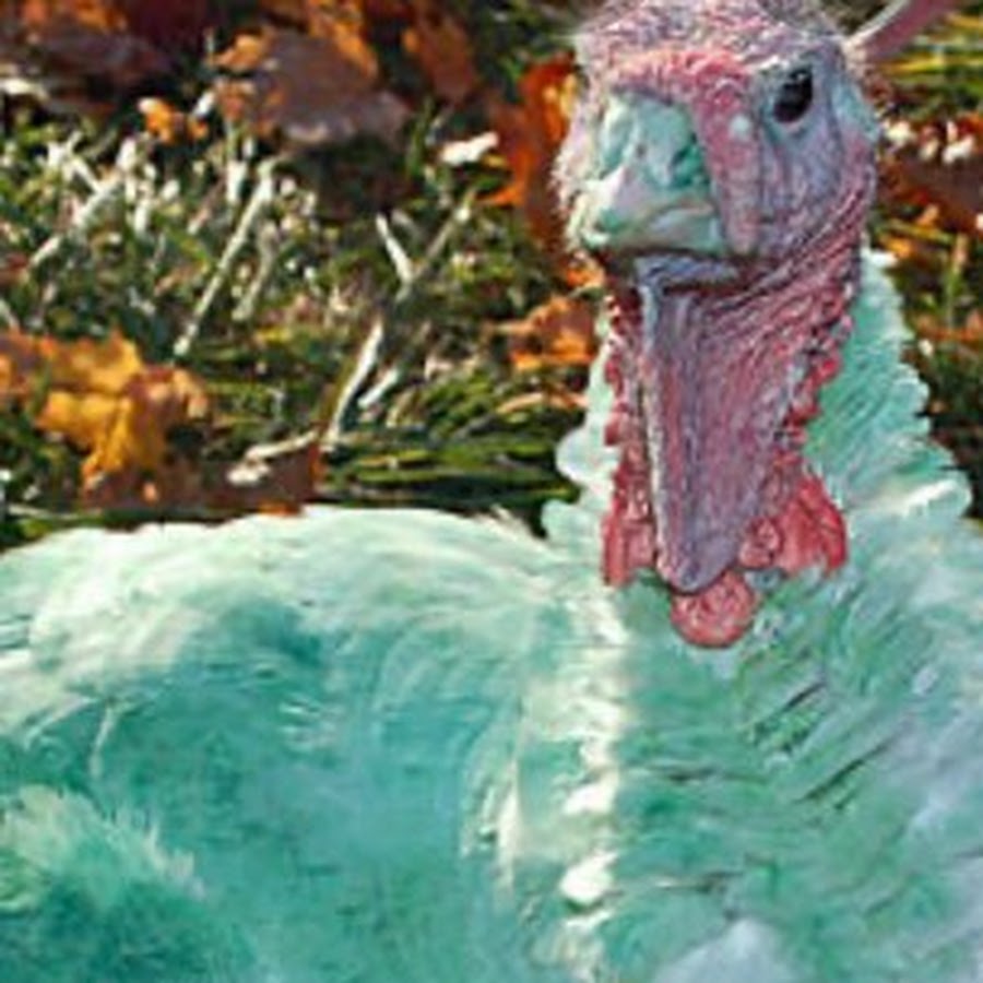 Thegreenest Turkey - YouTube
