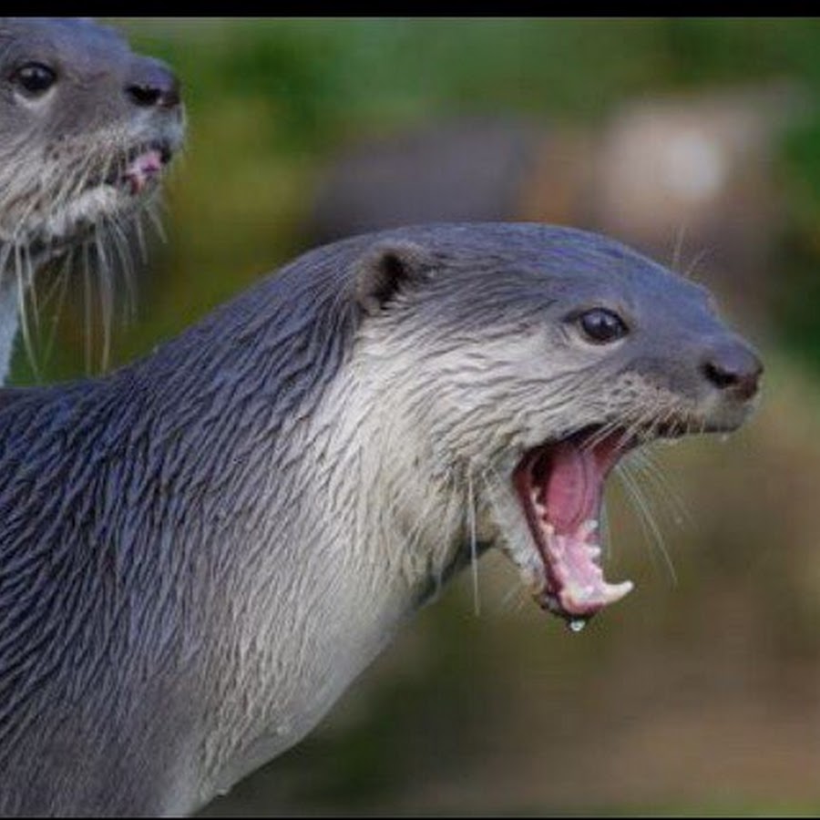 кавказская выдра. выдренок отто. выдра речная детеныш. выдра видео. выдра речная.