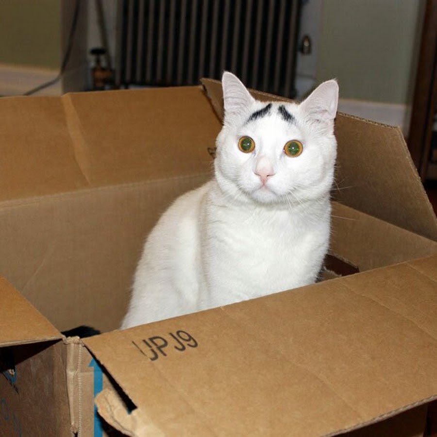 Вечерний влог 