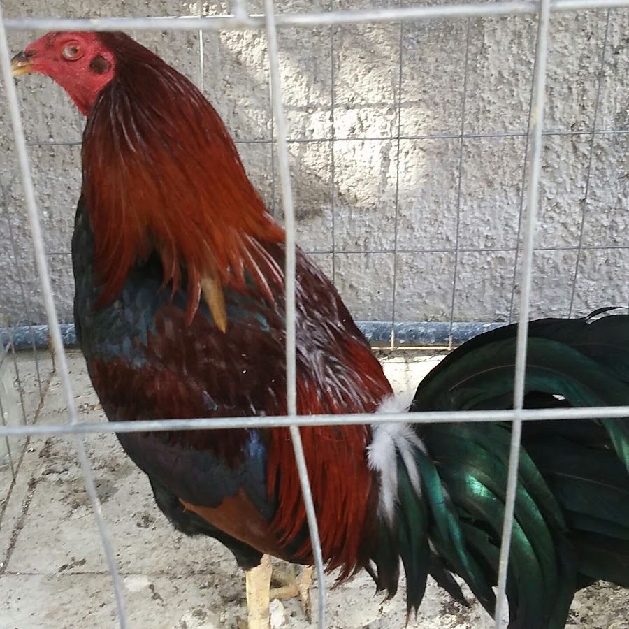 El Gran Gallo YouTube