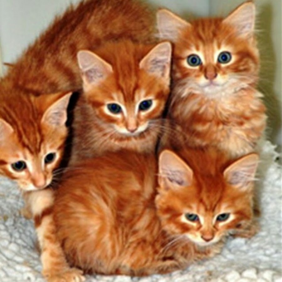 Рыжие породы кошек с фотографиями. Рыжий котёнок. Котята рыжие породистые. Рыжие коты. Рыжиепародистые котята.