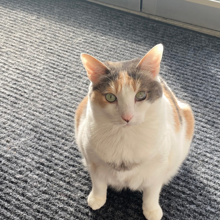 Strawberry Cat YouTube