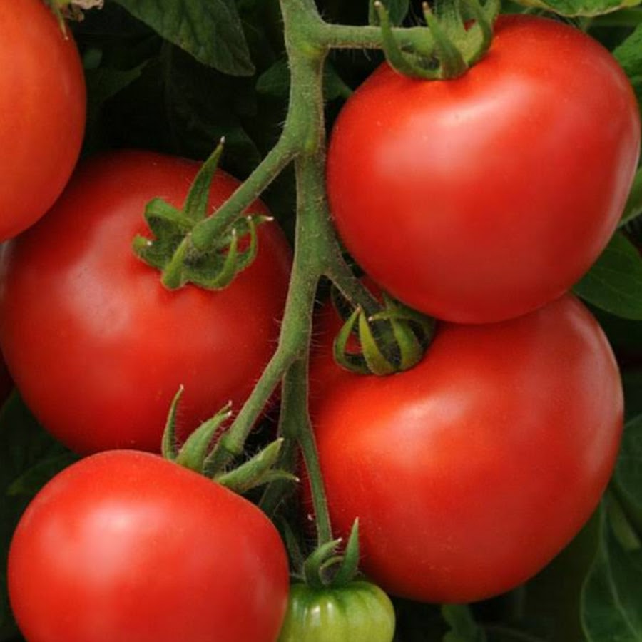 Томаты (Lycopersicon). Томат Гранадеро. Сорт помидор савантос. Коммодо помидор томат ф1.