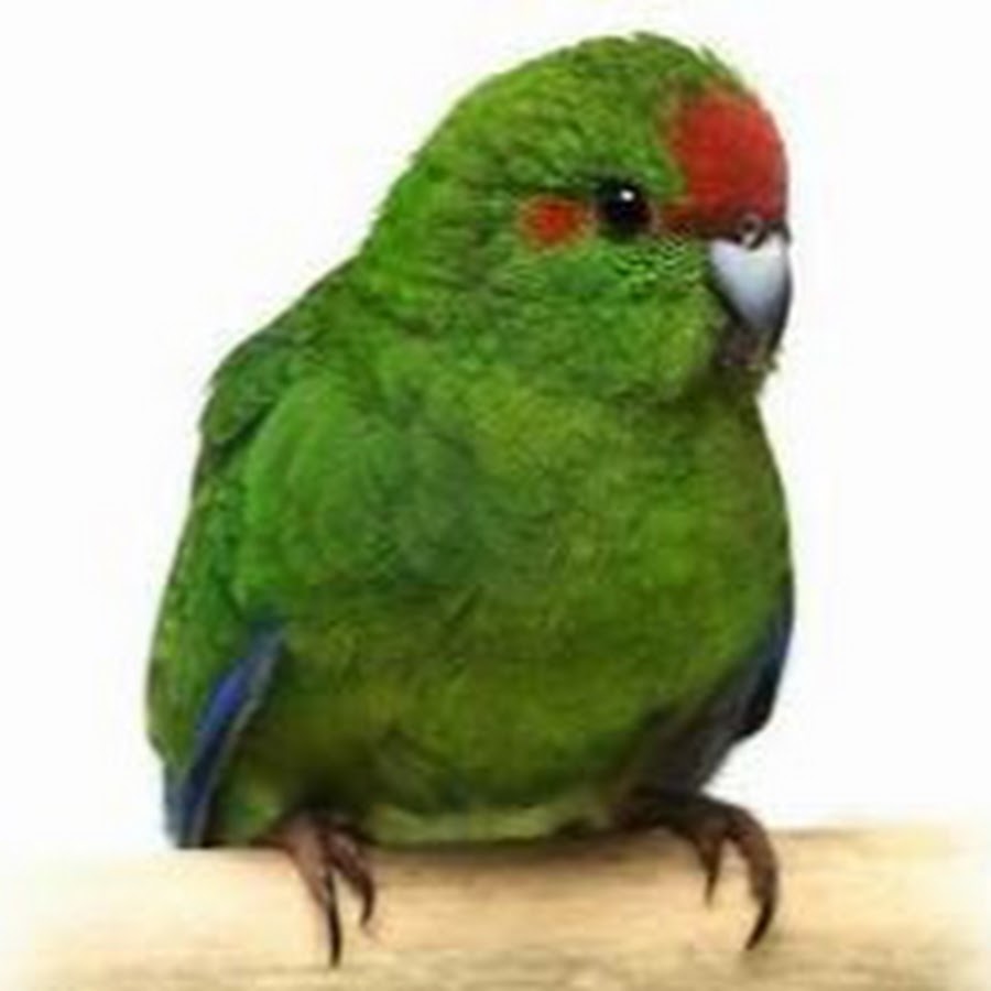 Какарики попугаи. Горный новозеландский какарик. Какарик с хвостом. Как поет какарик. Как поет какарик.