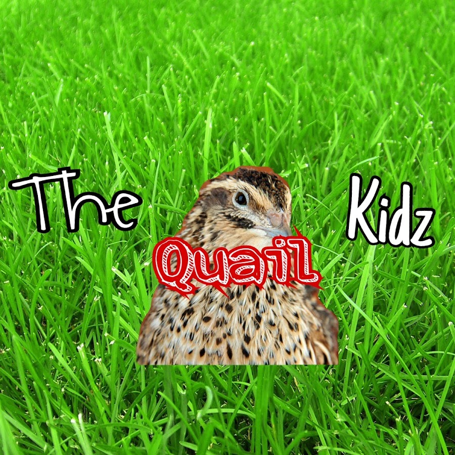 The Quail Kidz - YouTube