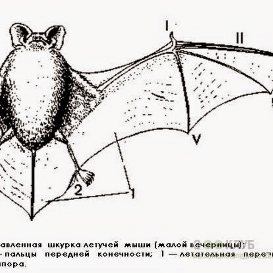 конечности скелет рукокрылых. строение конечности летучей мыши. конечности летучей мыши. конечности летучей мыши. конечности летучей мыши.