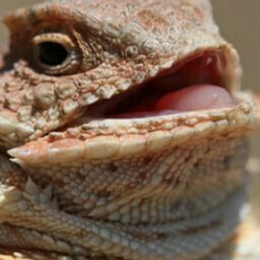 That Fat Lizard YouTube