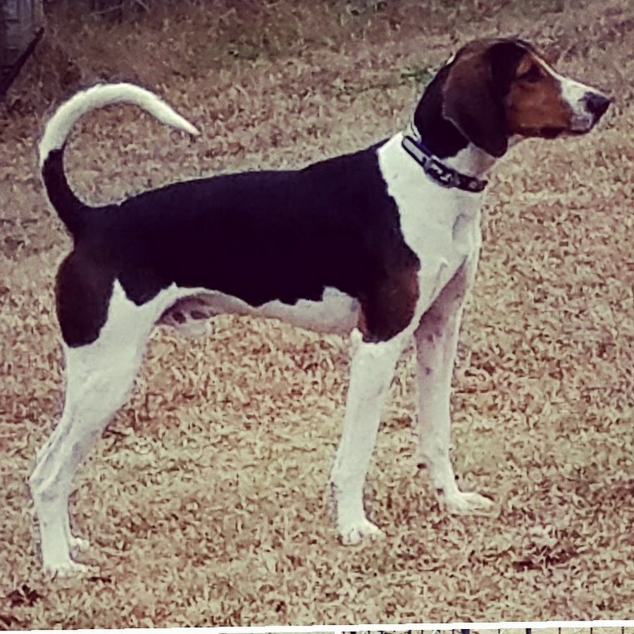 Broken Road Kennel YouTube