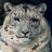 마지막 눈 표범 - Last snow leopard -