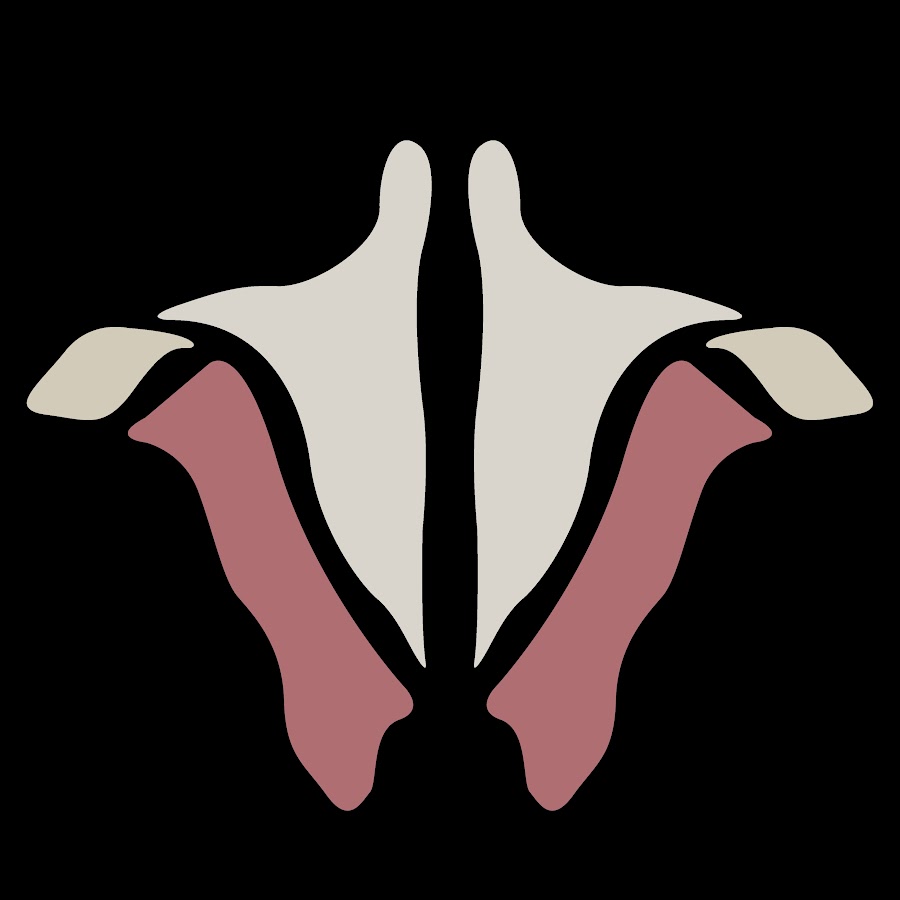 Institute of Human Anatomy YouTube