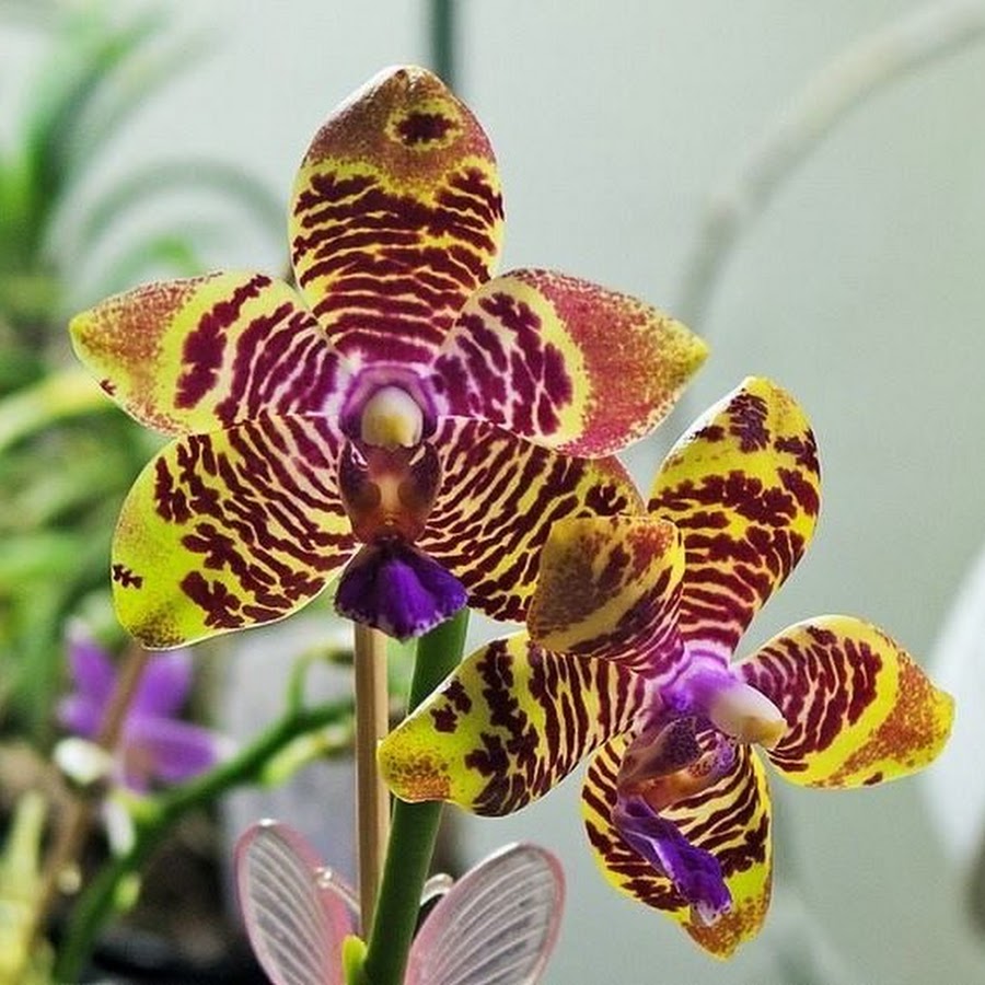 AMAZING ORCHIDS YouTube