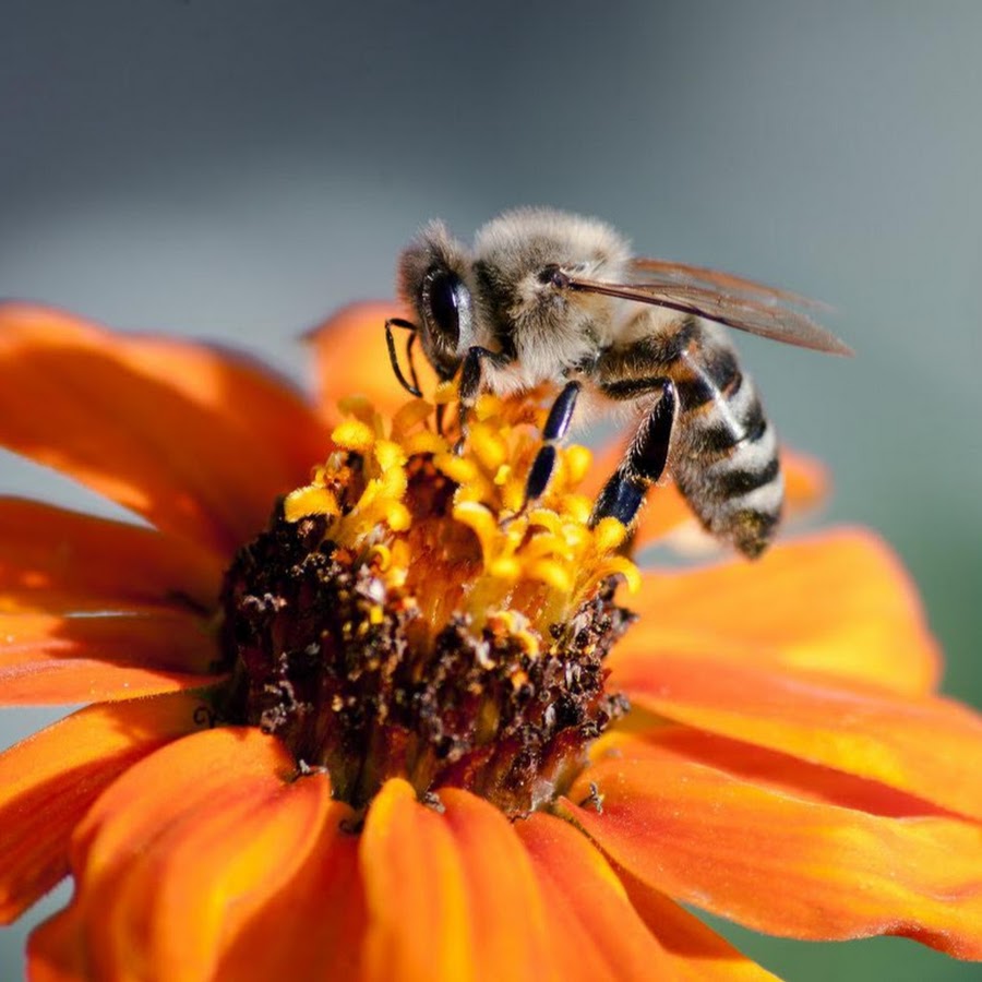 Парадоха,Неркин ,Вайнран и Крейк YouTube