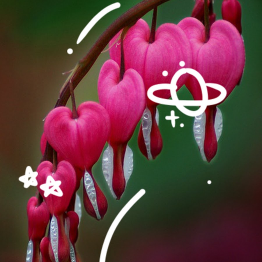 Bleeding Hearts YouTube