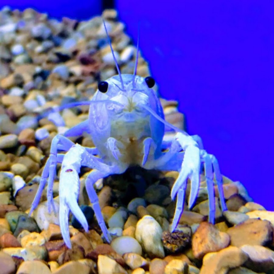 Colorado Crustacean YouTube
