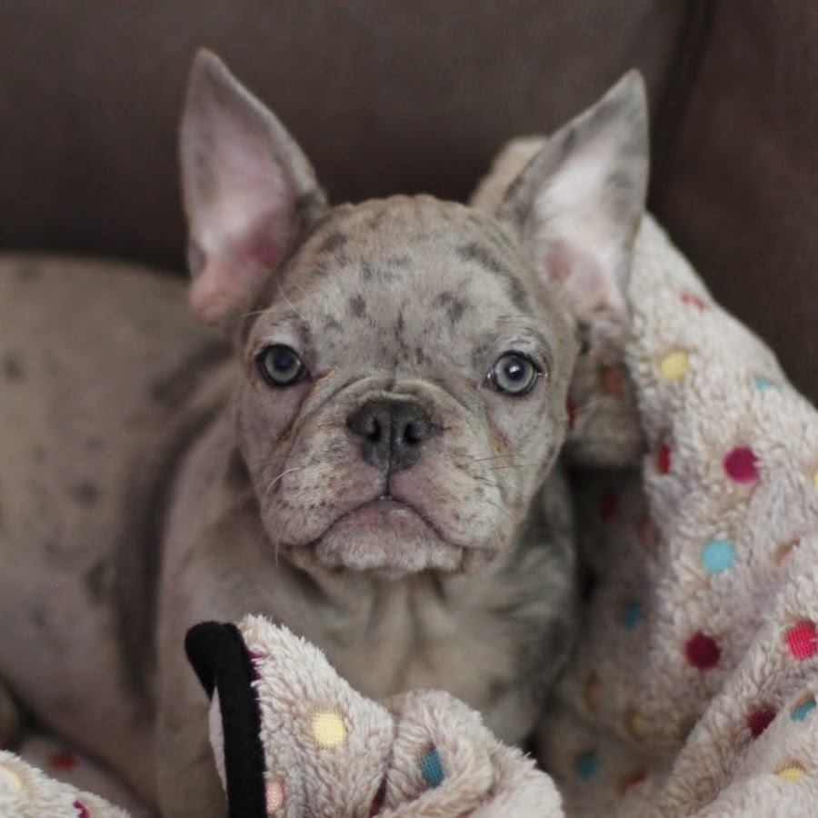 Oden The Frenchie - YouTube