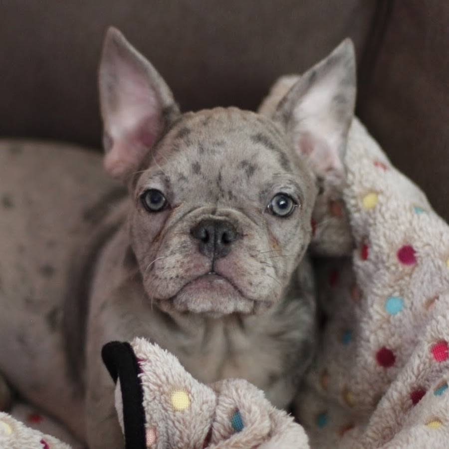 Oden The Frenchie YouTube