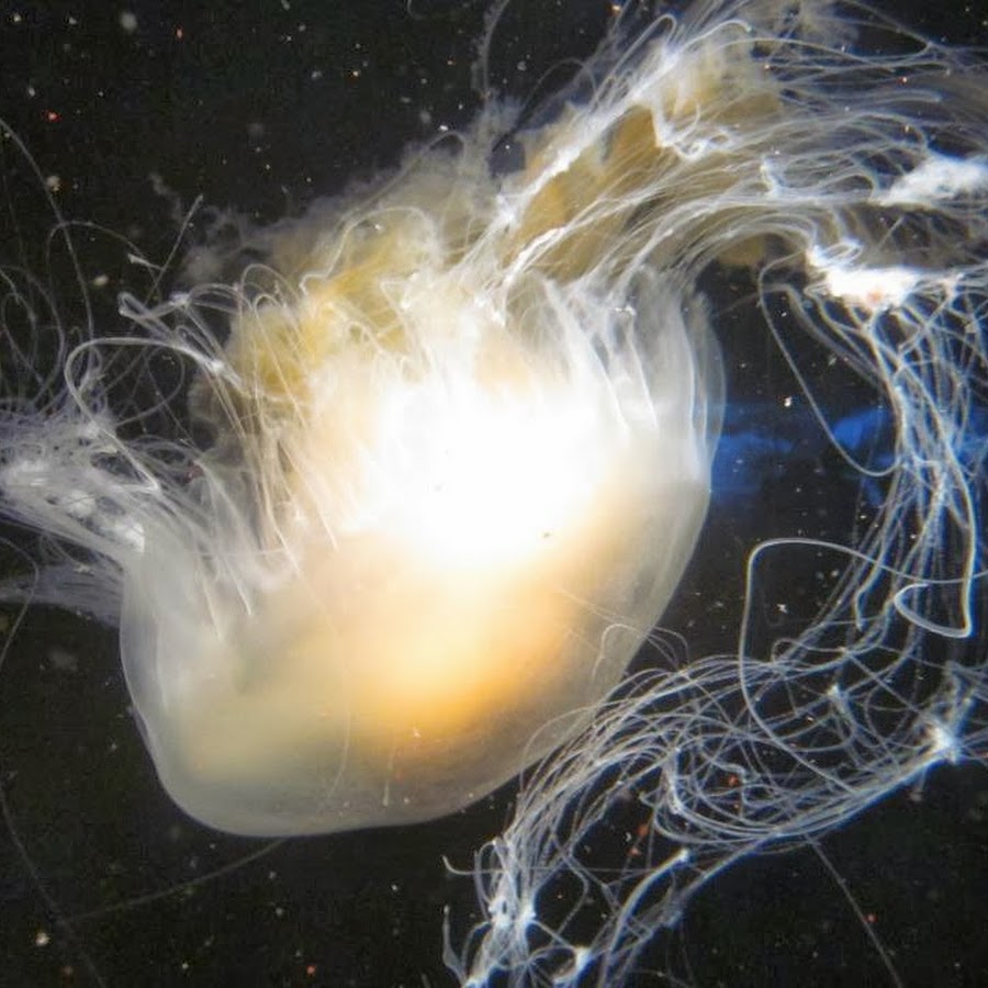 Marine Biology Facts - YouTube
