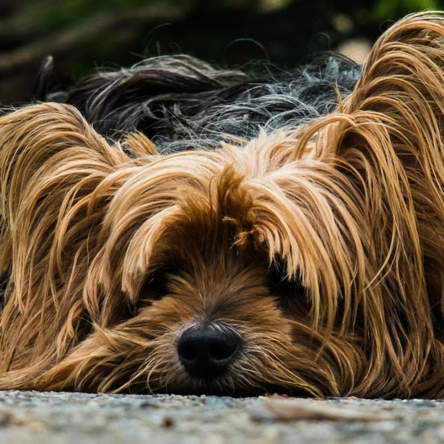 Scott Roberts - YouTube