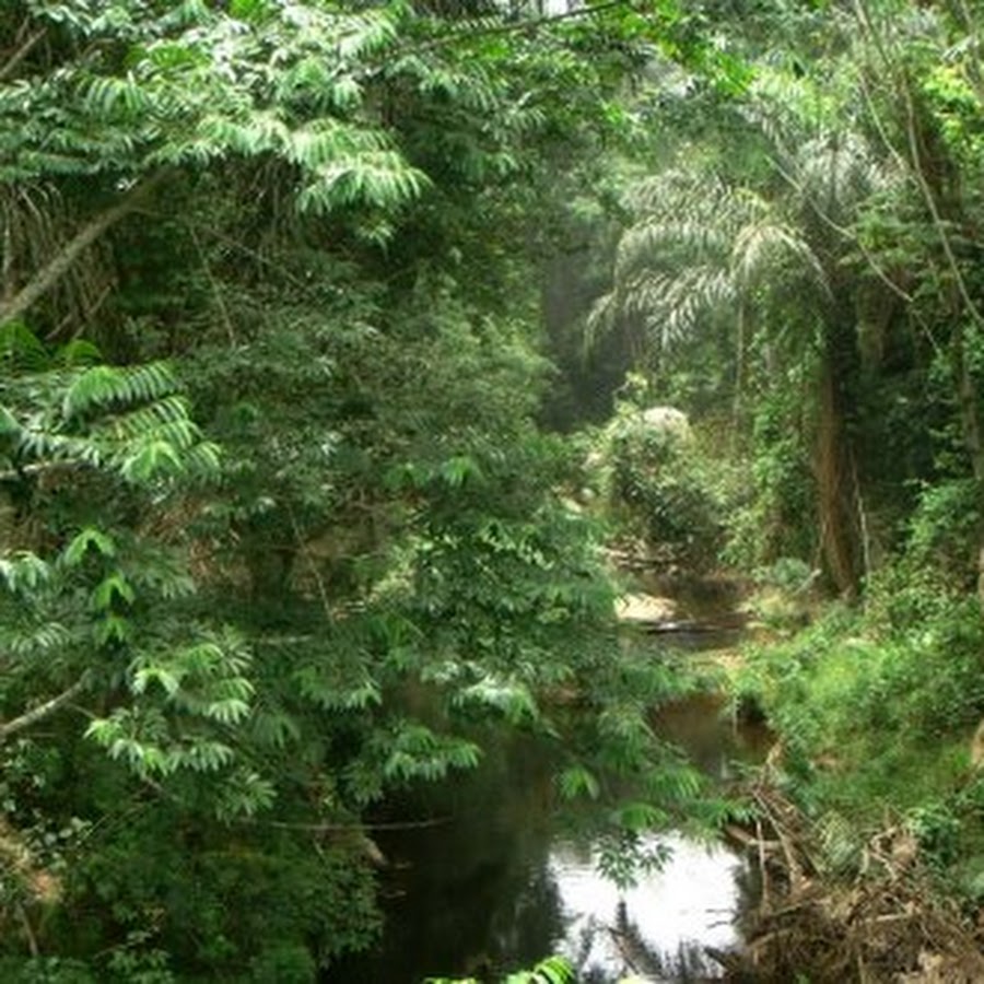 вечнозелёные тропические леса южной америки. муссонные тропические леса. экваториальный лес южной америки. тропические леса ацинананы. экваториальный пояс.