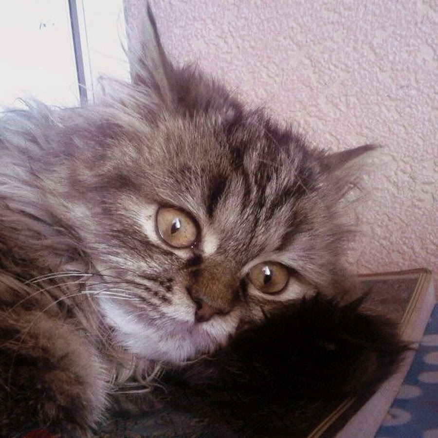 Мне как то страшно. Кот осознал. Мне как то страшно. Как страшно жить юмор. Мне как то страшно.