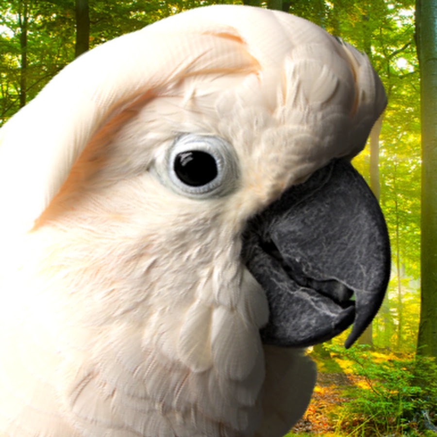 Parrot Town TV YouTube