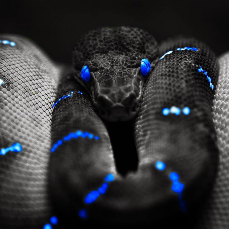 Crystal Snake YouTube