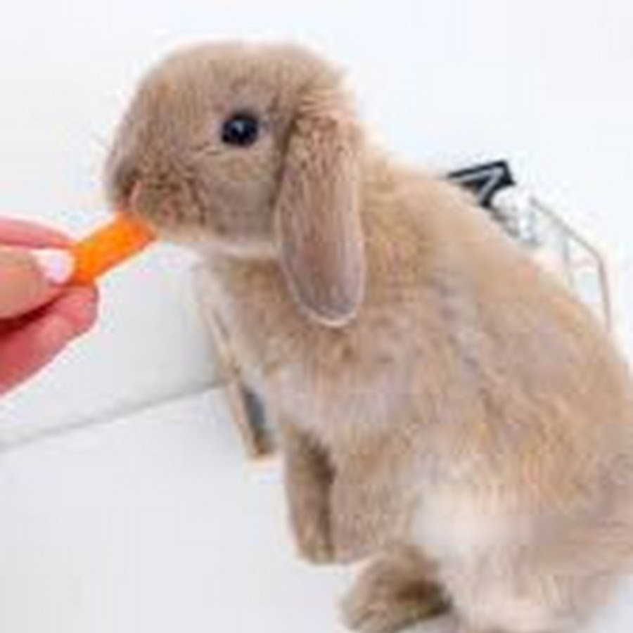 CocoaBunny - YouTube