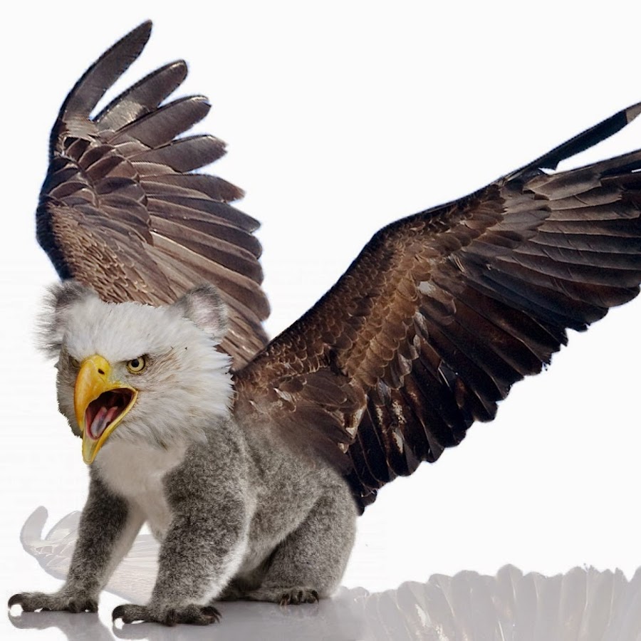 KoalaEagle - YouTube