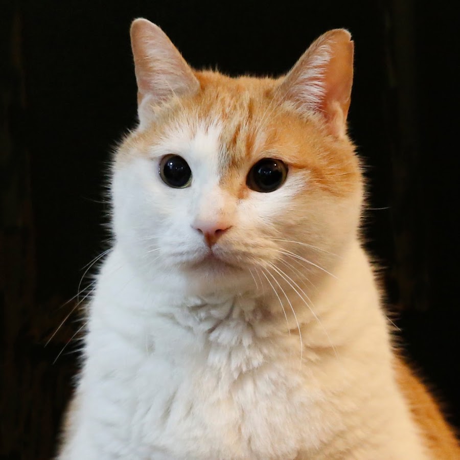 [圖]