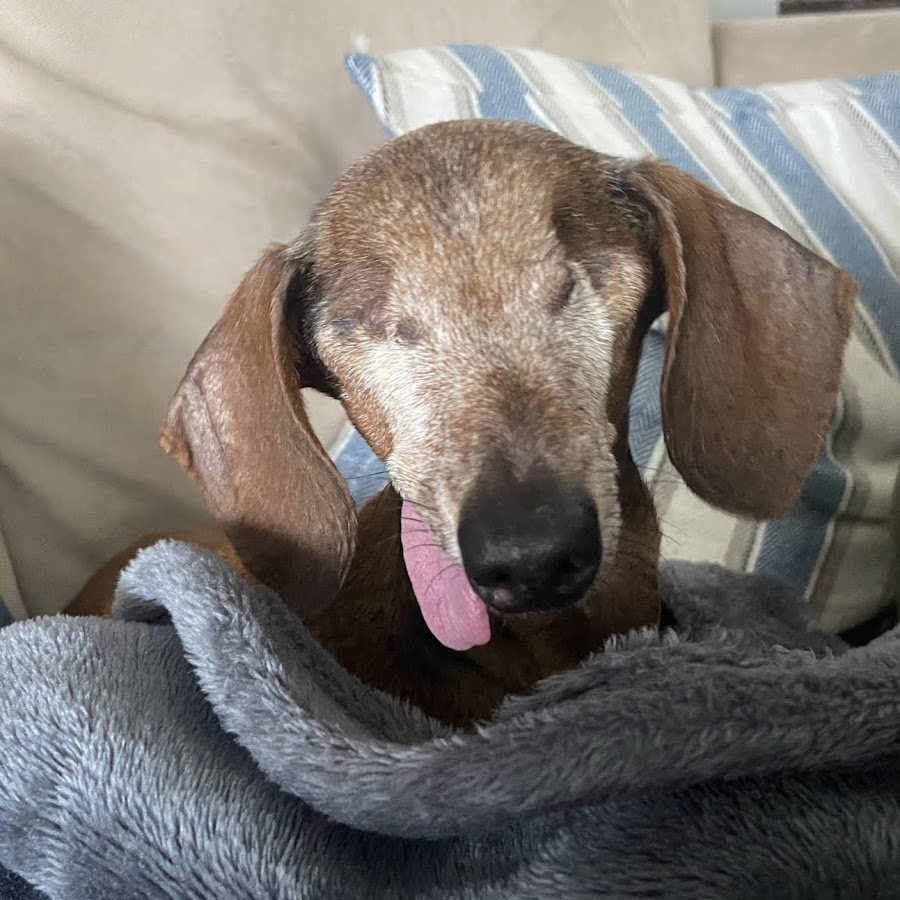 Calvin The Ugly Dachshund YouTube