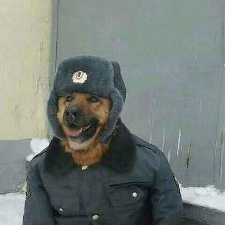 Пес в куртке