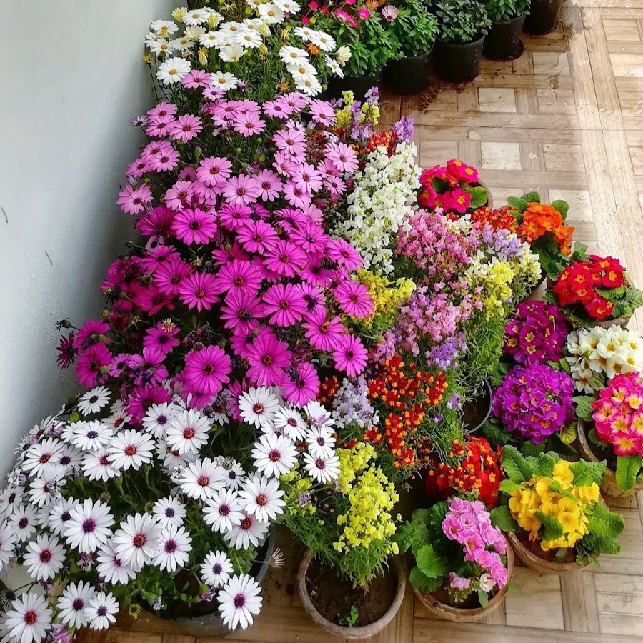 Gardening my passion - YouTube