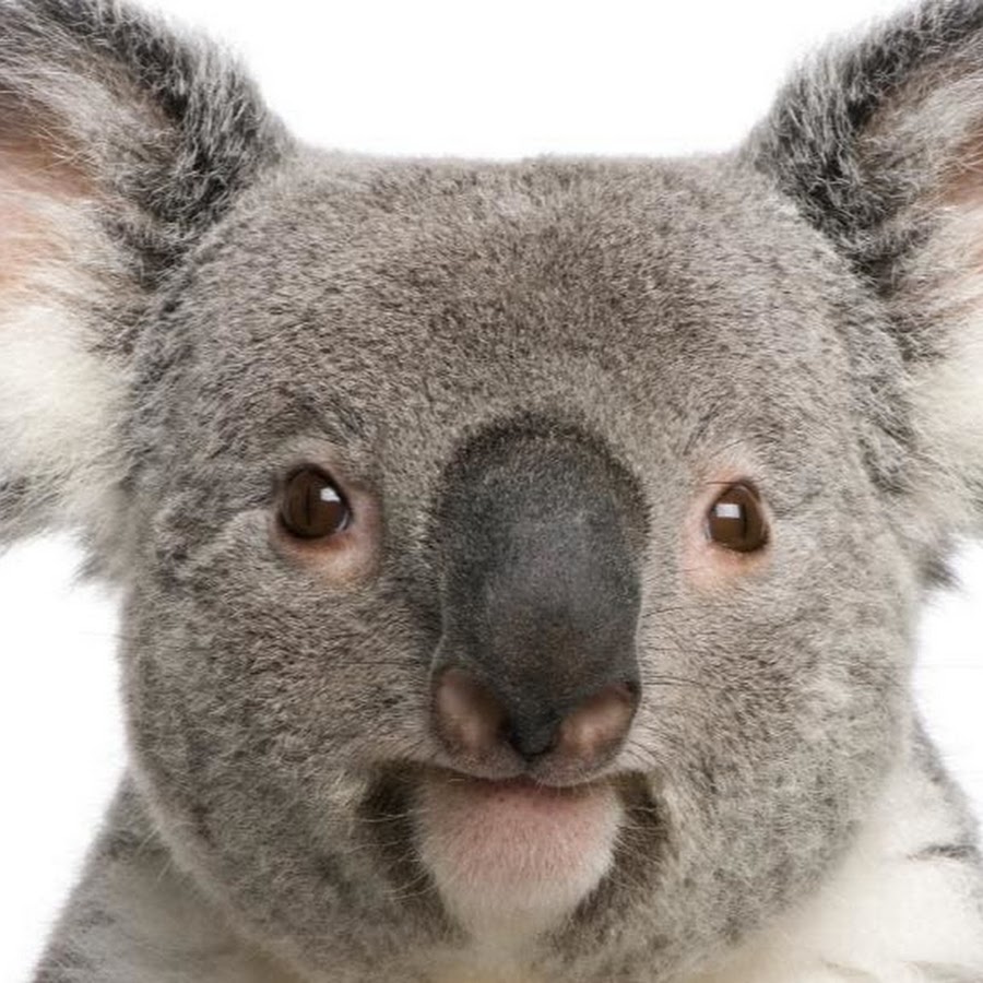 Evil Koala YouTube