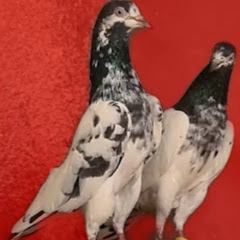 High Flyer Pigeon Gallery