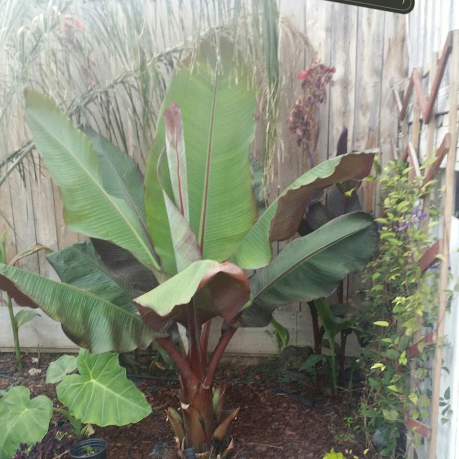 central California tropical gardening zone 9b YouTube