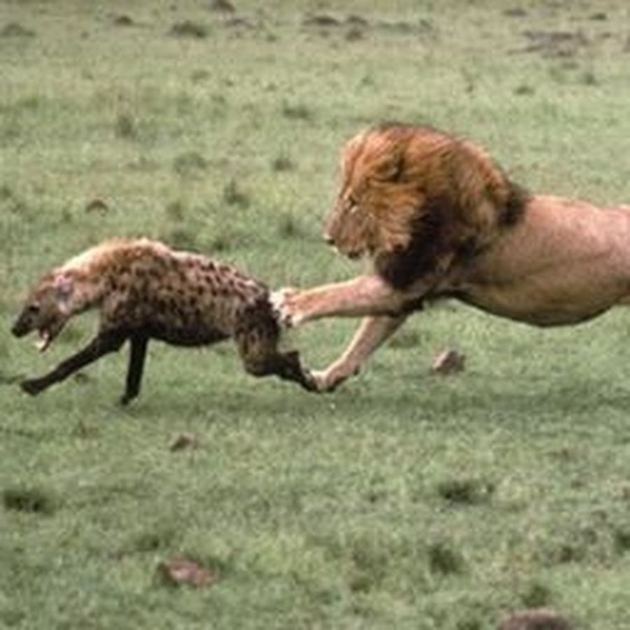 Интересные факты о львах. Лев. Лучше иметь врага льва чем друга шакала. Любопытный лев. Когти льва.