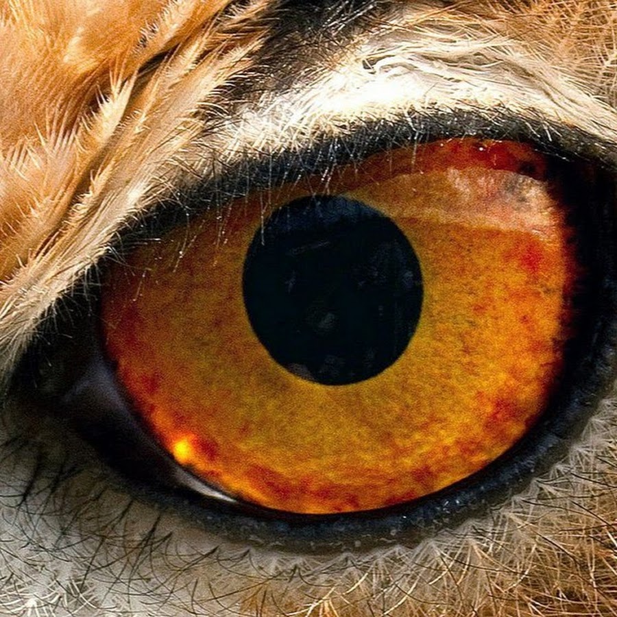Птичьи глазки. Глаза животных. Глаз птицы. Глаза зверя. Глаза хищных птиц.