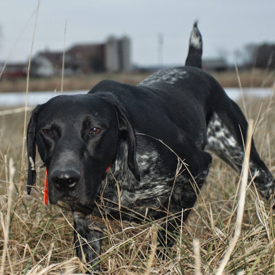 Krystal Creek Kennel YouTube