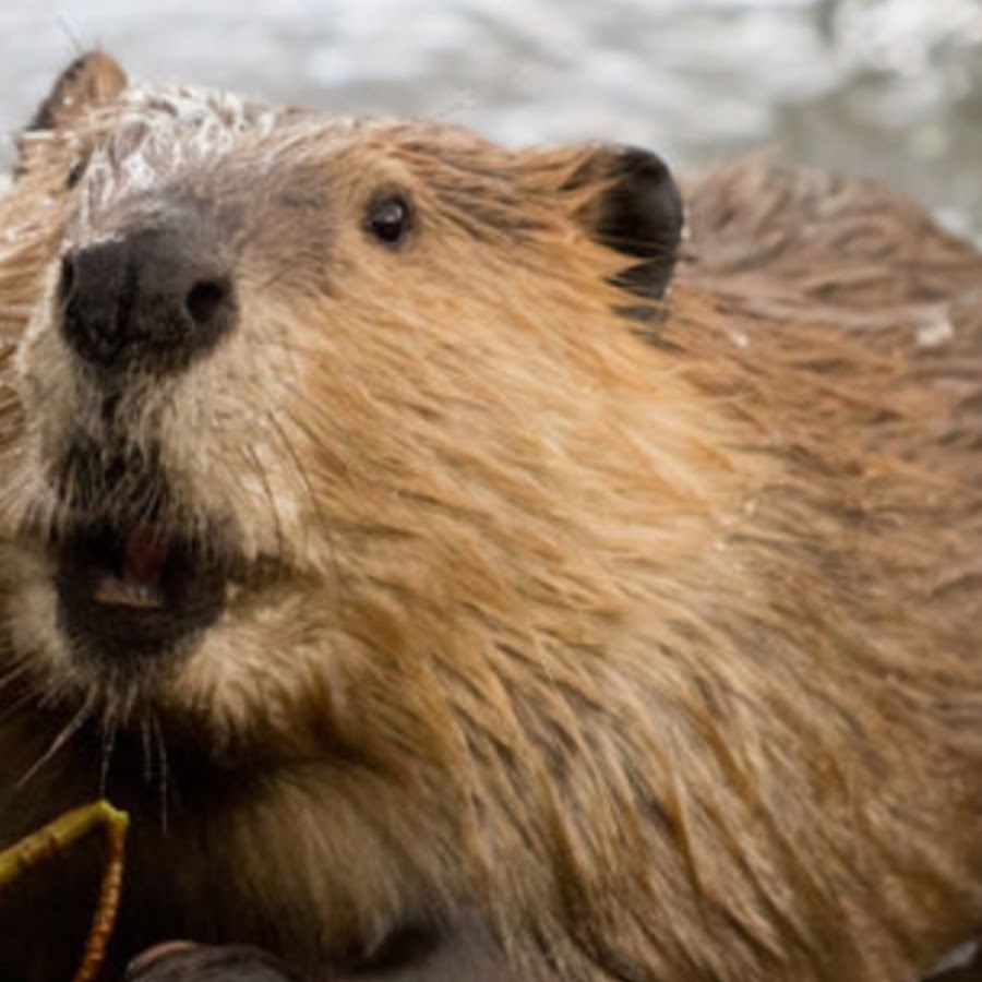 The Gaming Beaver YouTube