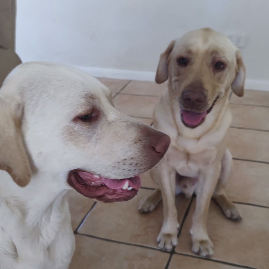 Shaun's Fish Tanks YouTube