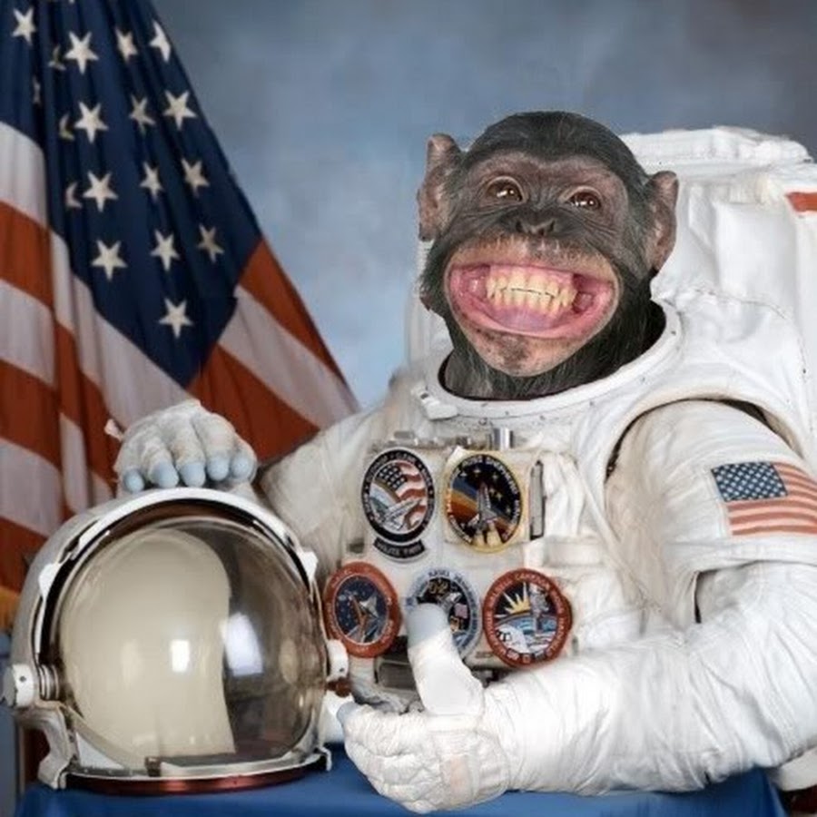 Первая обезьяна полетевшая в космос. Обезьяны в космосе. Обезьяна космонавт.