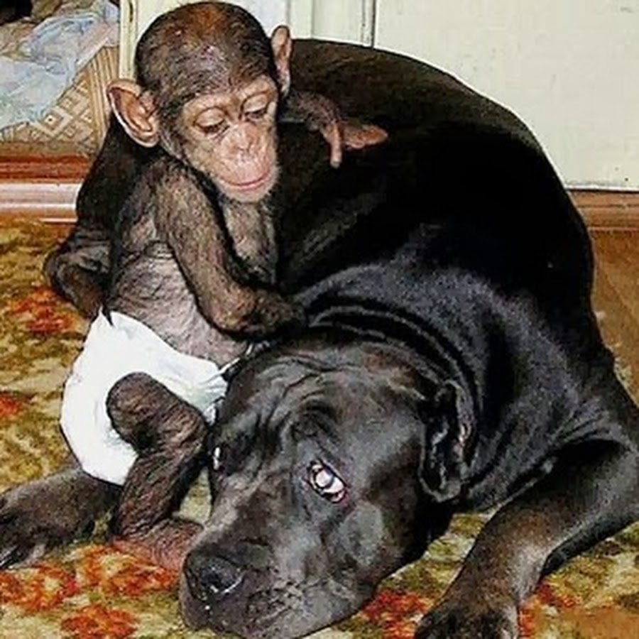 Funny animal videos YouTube