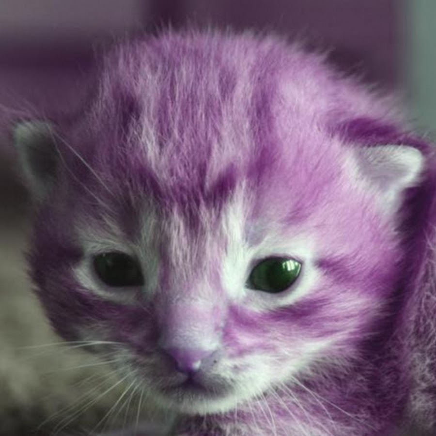 Purple Kitty Cats YouTube